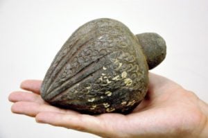 A Crusader hand grenade was one of the items collected by the late Marcel Mazliah. (Ashernet)