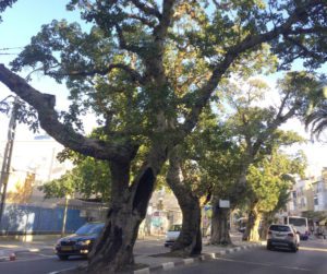 These sycamore tress on King George St. in Tel Aviv predate the city. (Margaux Stelman)