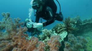 A maritime scientist studies the coral reefs in the Gulf of Eilat. (EPFL)