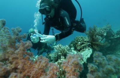 A maritime scientist studies the coral reefs in the Gulf of Eilat. (EPFL)
