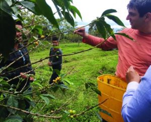 AJ Jacobs, r, picks coffee cherries, in Colombia.